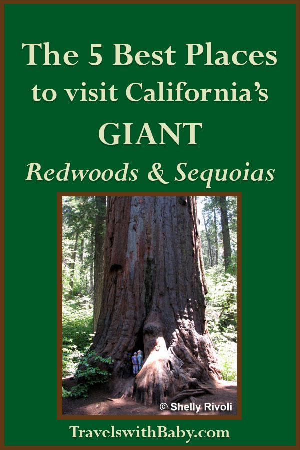 Giant Redwoods California Map The 5 Best Places to Visit California's Giant Redwoods and Giant 